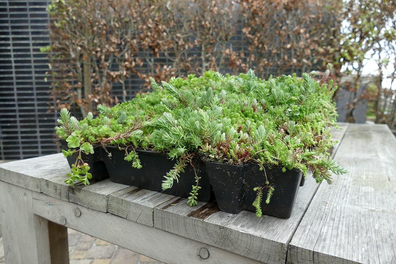 Sedum plants fill a black modular green-roof tray resting on a timber table.